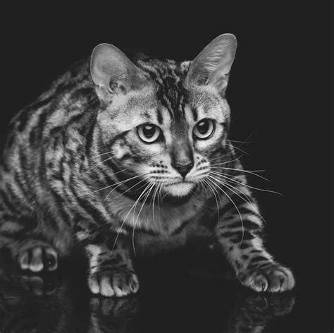 Charcoal Bengal Cat Everything You Need To Know Bengal Cat Care