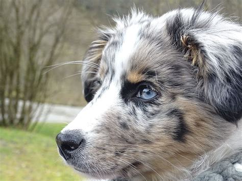 It is relaxed, loyal, and devoted, bonding closely with family, even to the point of developing separation anxiety. HD wallpaper: close-up photography of blue merle ...