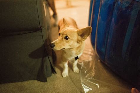 This Corgi Supported His Human Through A Home Birth And Im Sobbing