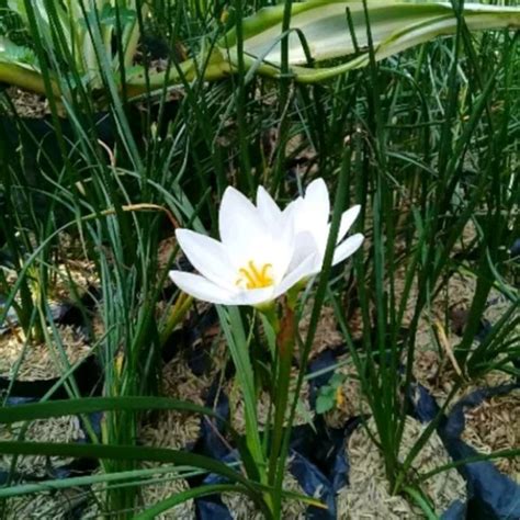 Jual Tanaman Hias Lily Hujan Bunga Putih Kucay Tulip Di Lapak Taman