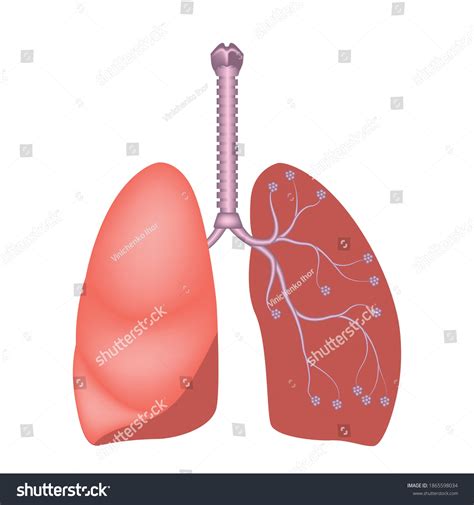 Human Lung Anatomy Diagram Showing Location Vetor Stock Livre De