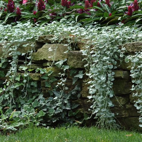 This form rarely flowers, but the lamb's ear foliage is neat, woolly and silvery. Dichondra Seeds - Dichondra Argentea Silver Falls Ground ...