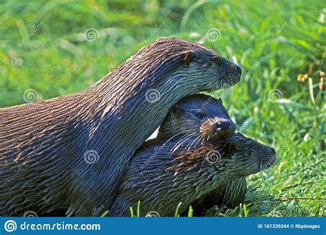 Three Playful River Otters In Grass Portrait Closeup Stock Photo