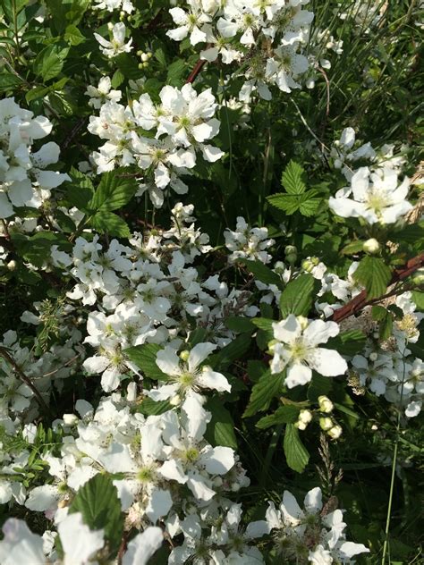Check spelling or type a new query. Anyone Know What This Jagger Bush With White Flowers Is ...