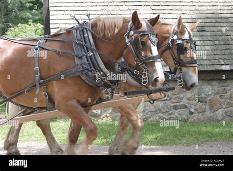 Horses Pulling Wagon Hi Res Stock Photography And Images Alamy