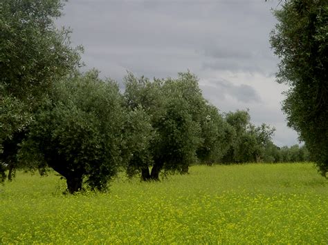 Botánica árbol de tronco corto, grueso y torcido, hojas puntiagudas, flores. Se recuperan tres nuevas variedades de olivos centenarios ...