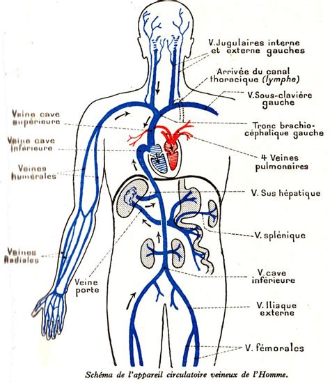 Pin By Zuir On Anatomie Study Notes Physiology Anatomy