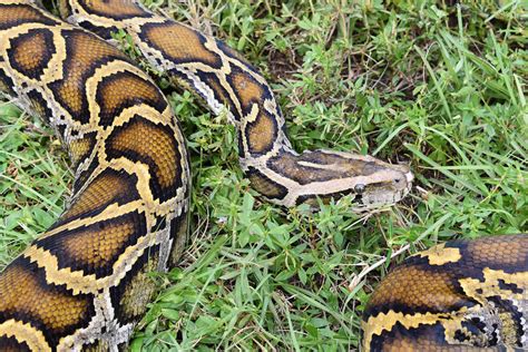 80 Pythons Submitted In 2020 Python Bowl Florida Sportsman