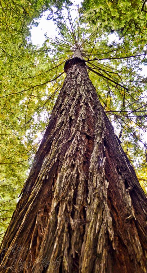 A Look Up A Giant Calif Redwood Tree Redwood Tree Tree Broadleaf