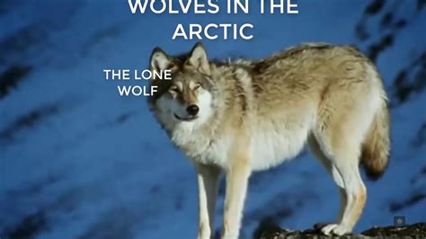 Arctic Wolves Youtube