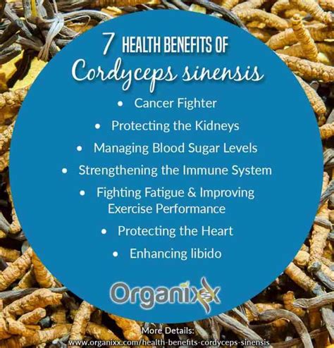 Cordyceps Flower Health Benefits Best Flower Site