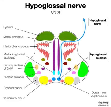 Cranial Nerve Xii Hypoglossal Nerve Cross Sectional Grepmed