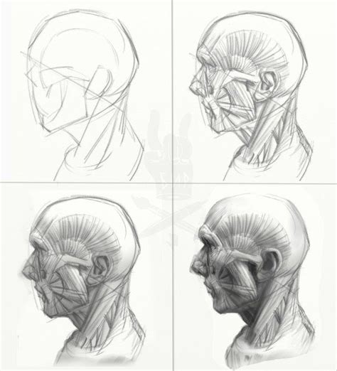 Drawing Heads Human Drawing Life Drawing Anatomy Sketches Anatomy