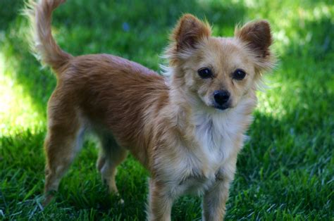 Long Haired Chihuahua Pomeranian Mix Puppies For Sale Mixrea
