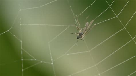 fly caught in spider s web stock footage video 3549641 shutterstock
