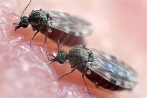 Like mosquitoes, the females of some species need blood in order to midges are found all over the world, typically in coastal areas, swamps, and marshy regions. Panama Bug Bites