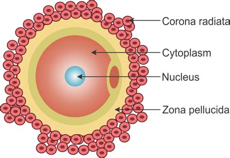 Draw A Labelled Diagram Of Human Ovum Science Topperlearning Com