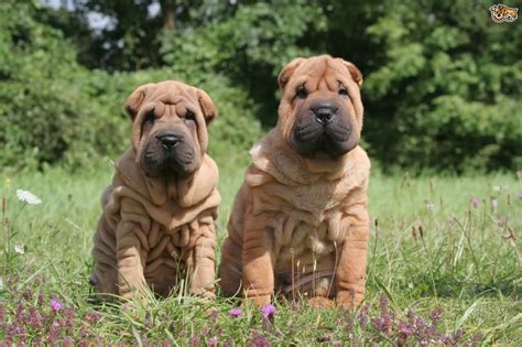 50 Most Beautiful Shar Pei Dog Photos And Pictures