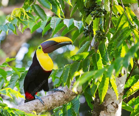 Chestnut Mandibled Toucan In Tropical Rainforest Canopy Stock Image
