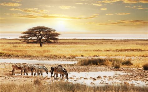 Safari Wallpapers Top Free Safari Backgrounds Wallpaperaccess