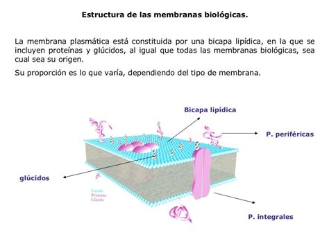 Clase 8 Membranas Biologicas