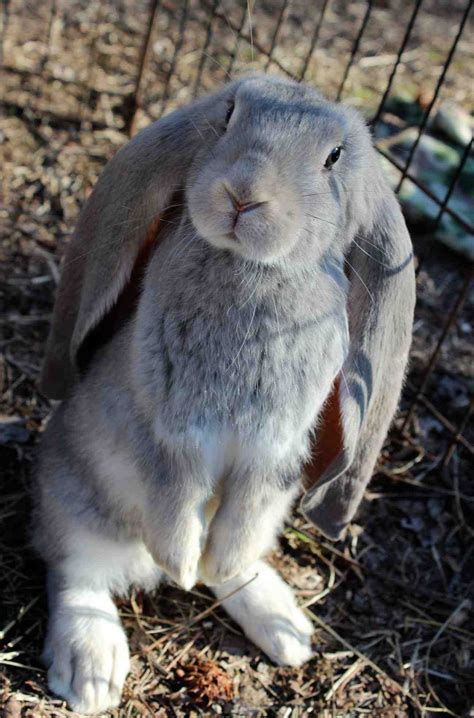 Phenomenal 21 Cute Flemish Giant Rabbit 20180201