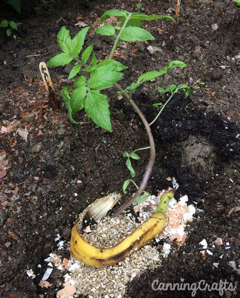 Banana Peel Fertilizers For The Garden Canningcrafts