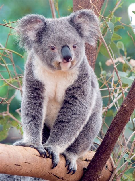 14 Incredibly Funny And Cute Pictures Of Koalas My Name Is Alice