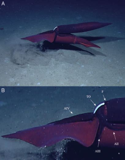 penetrating the mysteries of sex in deep sea squid deep sea news
