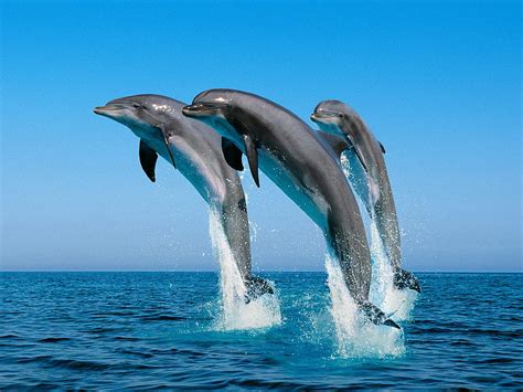 Bottlenose Dolphins Hd Wallpaper Pxfuel