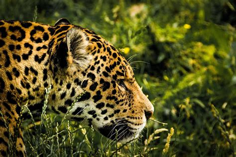 Jaguar Big Cat Predator Animal Wildlife Close Up Wallpaper Resolution