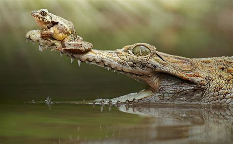 Animals Reptile Wallpapers Hd Desktop And Mobile