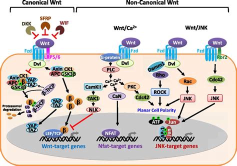 Wnt Some Lose Some Transcriptional Governance Of Stem Cells By Wnt