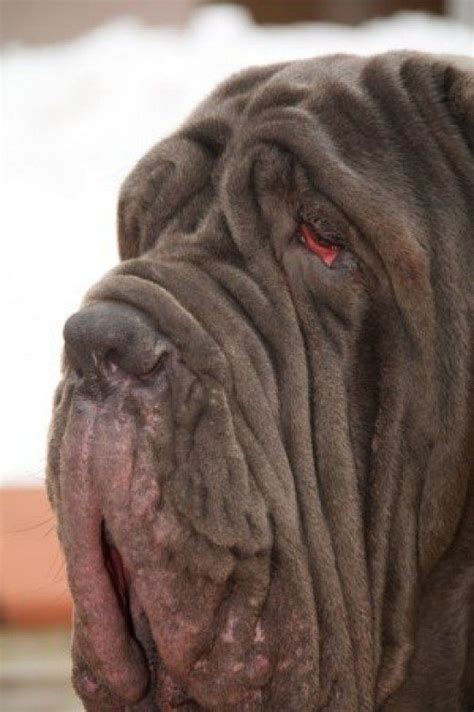 Neapolitan Mastiff Dog Breeds Giant Dog Breeds Beautiful Dogs
