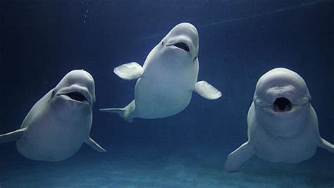 10 Beluga Whales Who Are The Happiest Creatures Alive