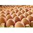 Farming Eggs Is It A Profitable Business  Nascence