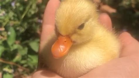 ‘little Ball Of Sunshine Video Of Human Holding A Tiny Duck Is All