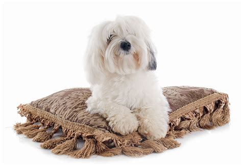 Le 25 migliori razze di cani per piccoli appartamenti ...