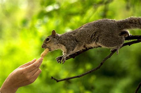 Feeding Squirrel By Hand Free Image Download