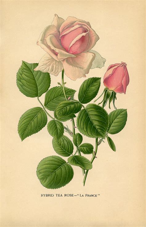10 Free Vintage Roses Images Gorgeous The Graphics Fairy