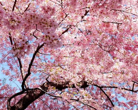 Sakura Branch East Spring Japan Petals Pink Wallpaper 1600x1280