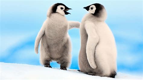 Animal Emperor Penguin Wallpaper