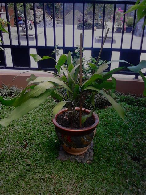 Tidak heran bila anda tidak mengetahuinya, bunga wijaya kusuma memang hanya populer di. Jual pohon wijaya kusuma | tanaman hias | taman minimalis | - Tukang Taman - JUAL TANAMAN HIAS ...