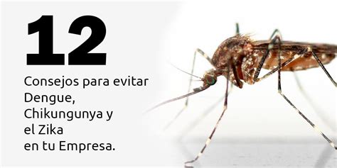 Consejos Para Evitar El Dengue Chikungunya Y El Zika En Tu Empresa