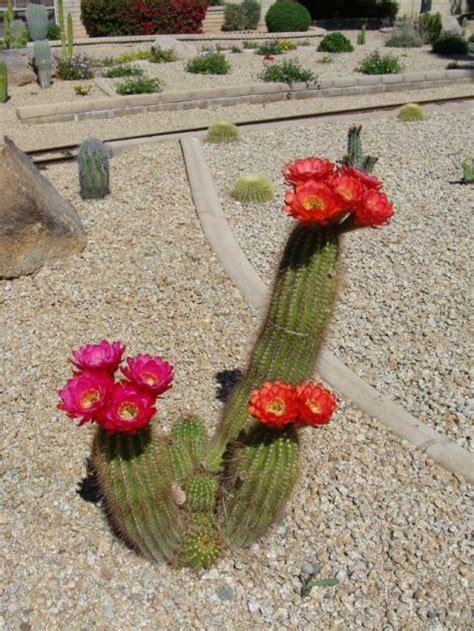 Trichocereus spacianus golden torch cacti are awesome additions to any collection, whether beautiful, beautiful cactus with beautiful flowers, they bloom through may till october here in so cal! Arizona and Pacific RR Current Projects