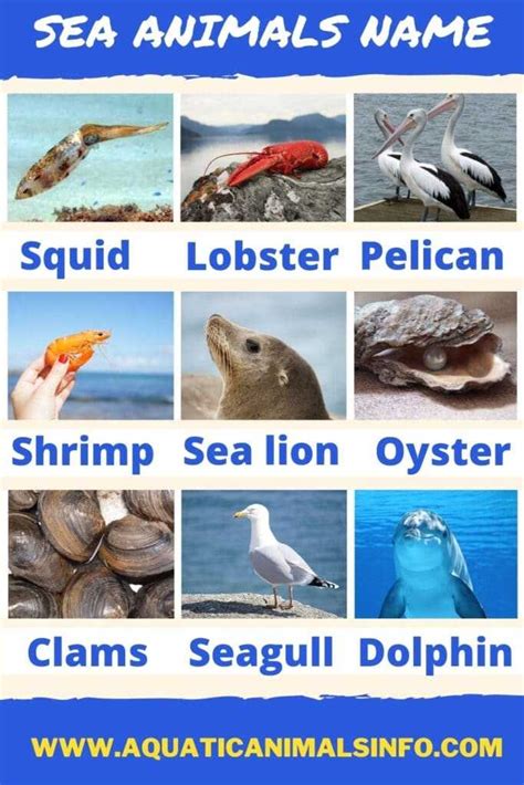 50 Water Ocean Sea Animals Names List With Pictures Animals Space