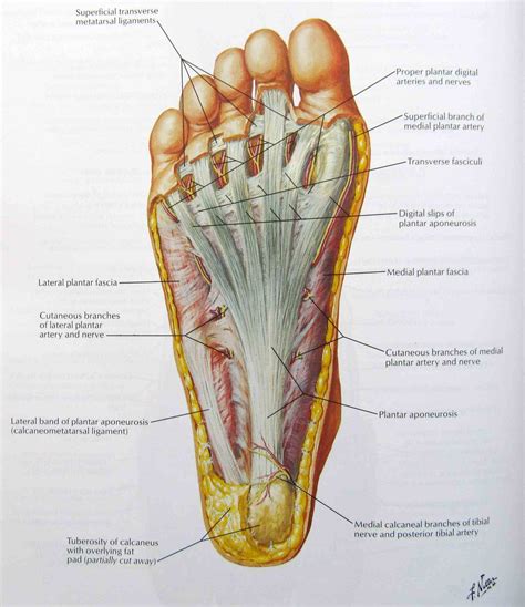 If you want to build an overall picture of the main joints of the skeletal muscle is mainly involved in moving bones and the type of muscle typically referred to in anatomy. Anatomy The Bones Of The Foot | MedicineBTG.com