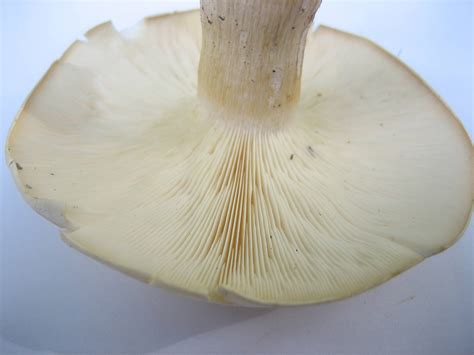 Need Id Of Large White Mushroom So Wisconsin Thanks In Advance