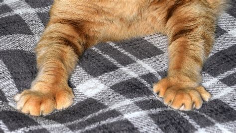 Polydactyl Cats A Complete Guide To The Cats With Many Toes Carlos