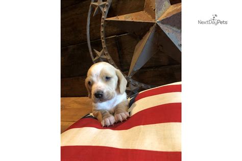 Maybe you would like to learn more about one of these? Sam: Basset Hound puppy for sale near Springfield ...